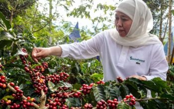 Gubernur Jawa Timur Khofifah saat melihat perkebunan kopi.