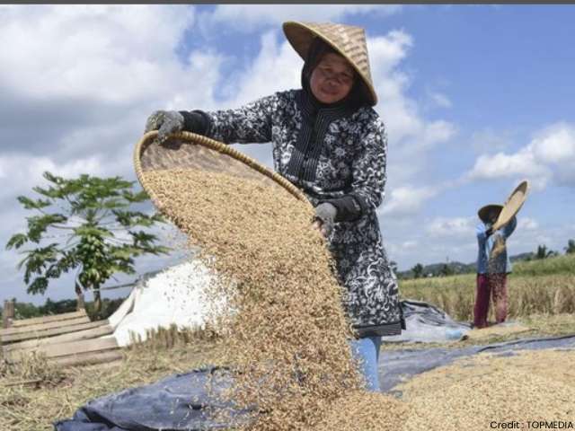 Harga Gabah Turun di Sejumlah Daerah, Selisih dengan HPP Mulai Menyempit