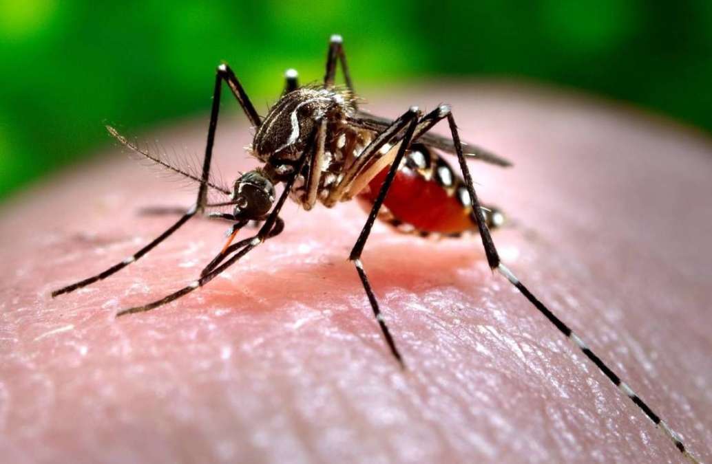 Pancaroba Tiba, Chikungunya Menggejala