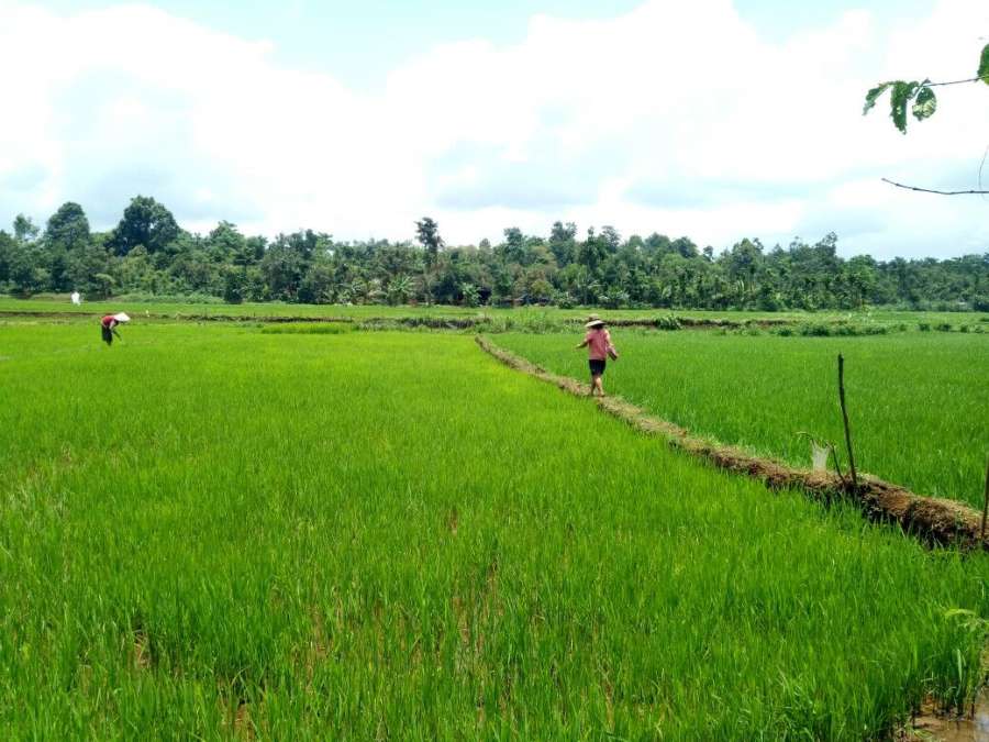 Pemerintah Targetkan Cetak Sawah 625 Ribu Hektare, Fokus Perkuat Lumbung Pangan Nasional