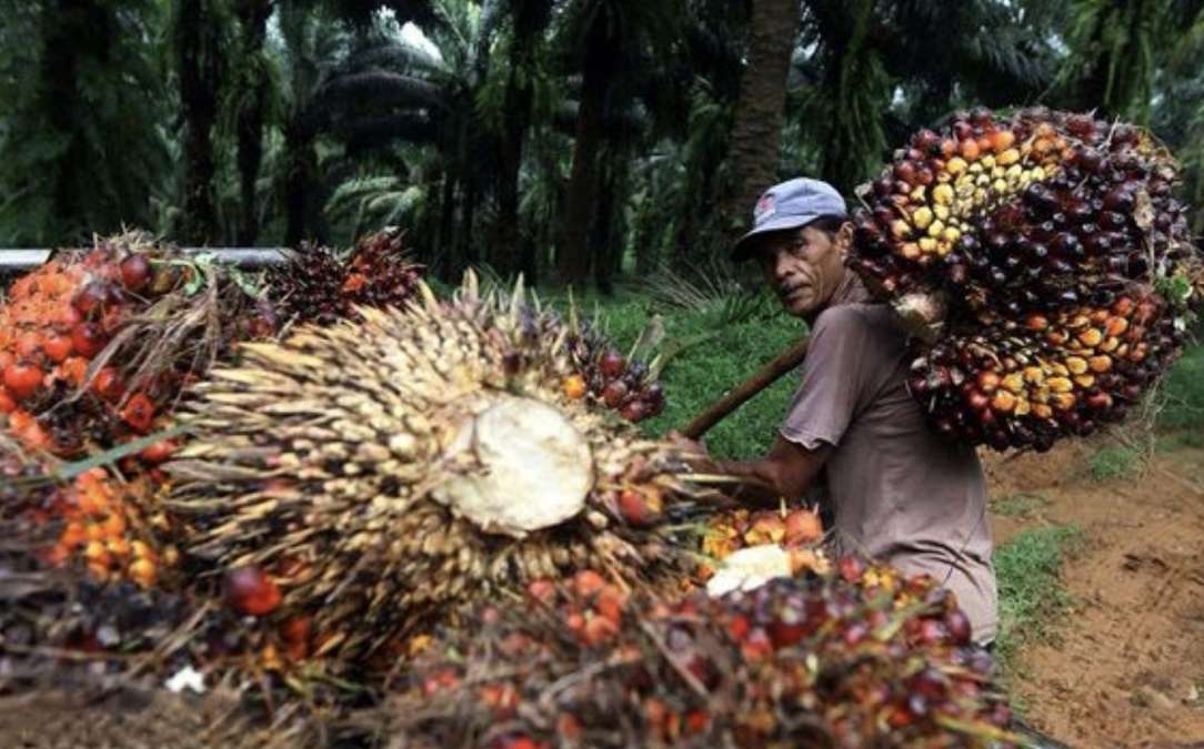 Dorong Hilirisasi Sawit dan Kakao, UMKM Jawa Timur Diberi Akses Legalitas dan Ekspor