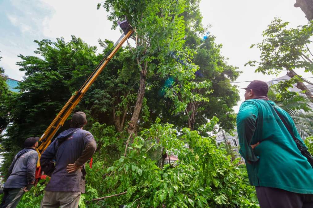 Pemkot Surabaya Gandeng Perguruan Tinggi Deteksi Pohon Rawan Tumbang dengan Teknologi Khusus