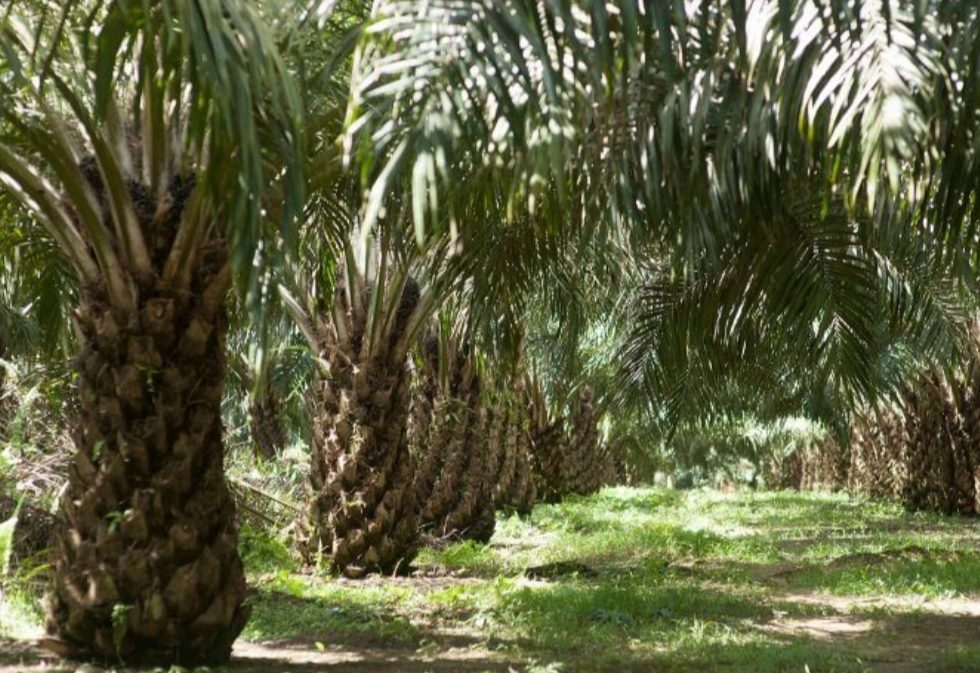Berawal dari Tanaman Hias di Pinggir Jalan, Begini Sejarah Perkebunan Kelapa Sawit yang Dituding jadi Biang Bencana di Sumatera