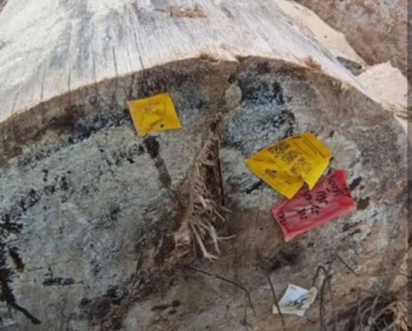 Ada Label Kemenhut di Kayu yang Terbawa Banjir di Sumatera