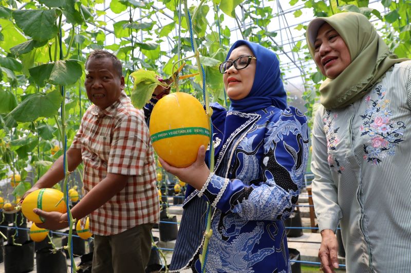 Urban Farming untuk Tekan Kenaikan Harga Akhir Tahun