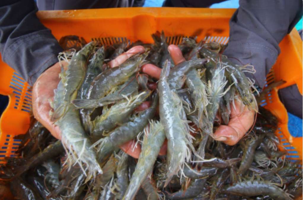 Ekspor Perikanan Tembus Rp 83 Triliun, Udang Masih Jadi Primadona