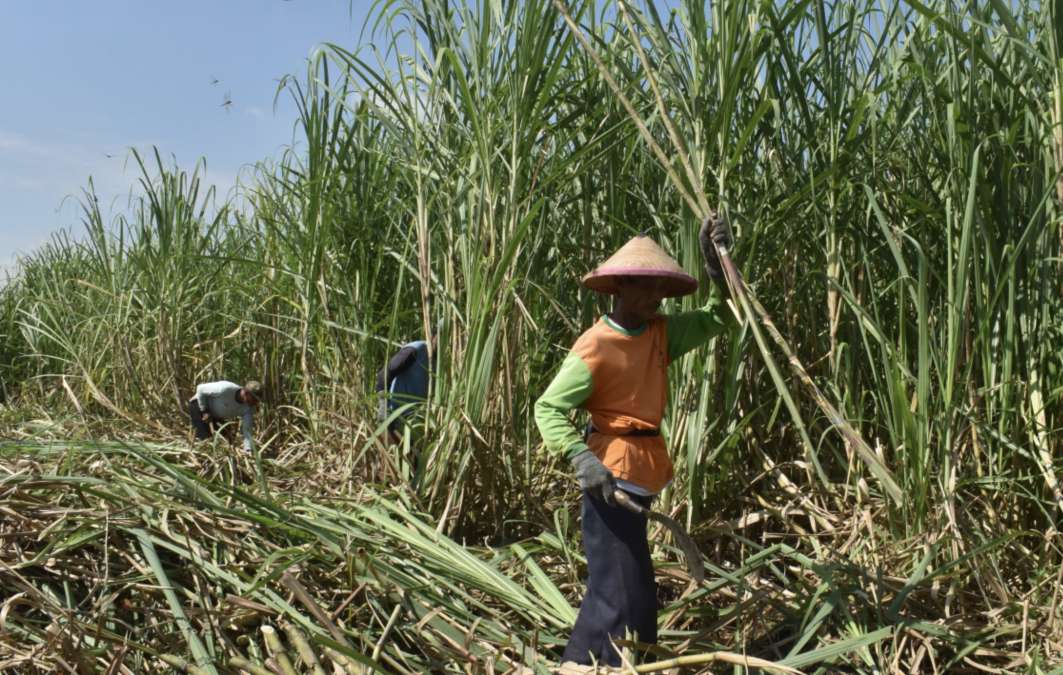 Strategi Swasembada: Produksi Gula Nasional Ditargetkan 3 Juta Ton pada 2026