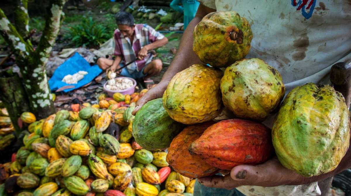 Setelah Swasembada Beras, Pemerintah Bidik Hilirisasi Cokelat dan Kopi di 2026