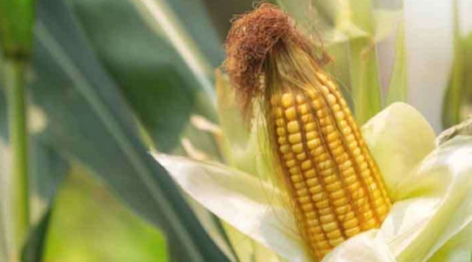 Surplus Jagung, Indonesia Siap Ekspor