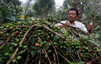 390 Ribu Hektare Lahan Disiapkan untuk Hilirisasi Perkebunan dan Energi