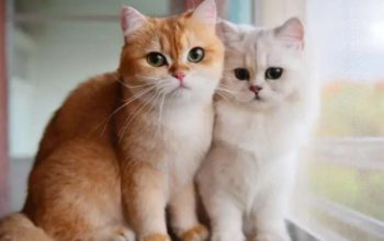 Pensiunan ASN yang Tendang Kucing sampai Mati di Blora Akhirnya Berstatus Tersangka