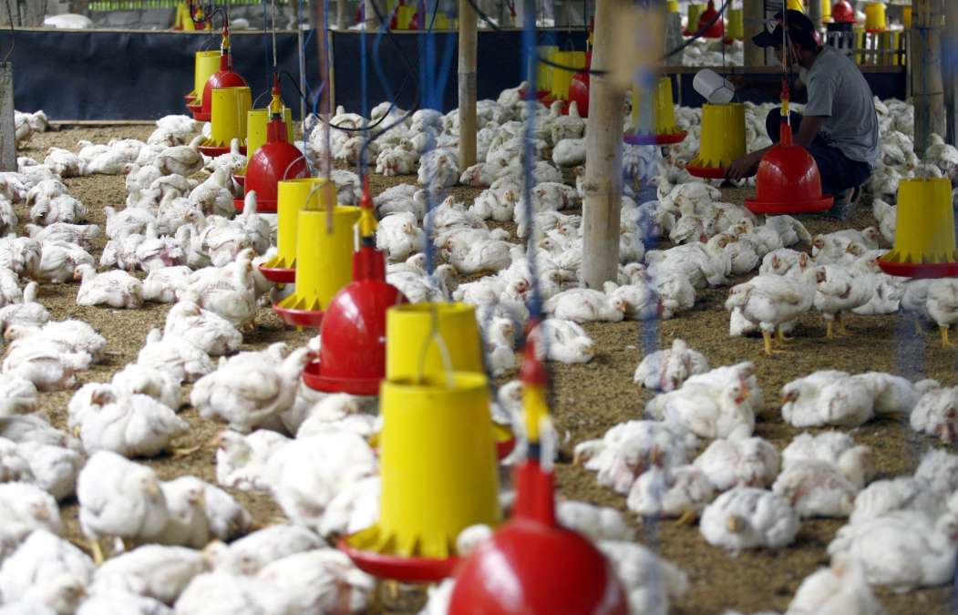 Alasan Kesehatan, Arab Saudi Larang Impor Unggas dari 40 Negara, Indonesia Termasuk