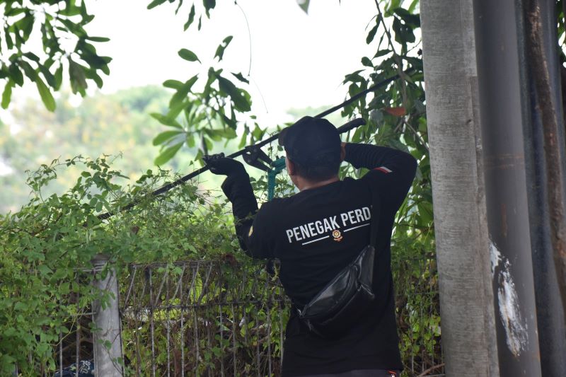 Satpol PP Surabaya Tertibkan Kabel Fiber Optik Tak Berizin di Jalan Panjang Jiwo