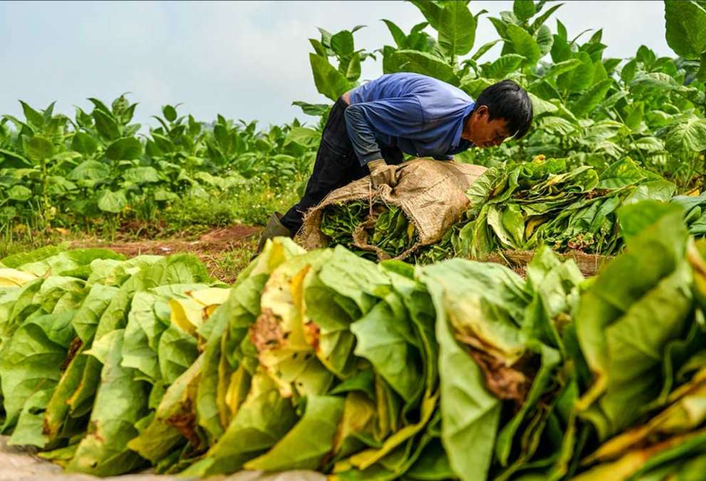PP 28/2024 Dinilai Berisiko, Petani Tembakau Jatim Minta Pemerintah Kaji Ulang