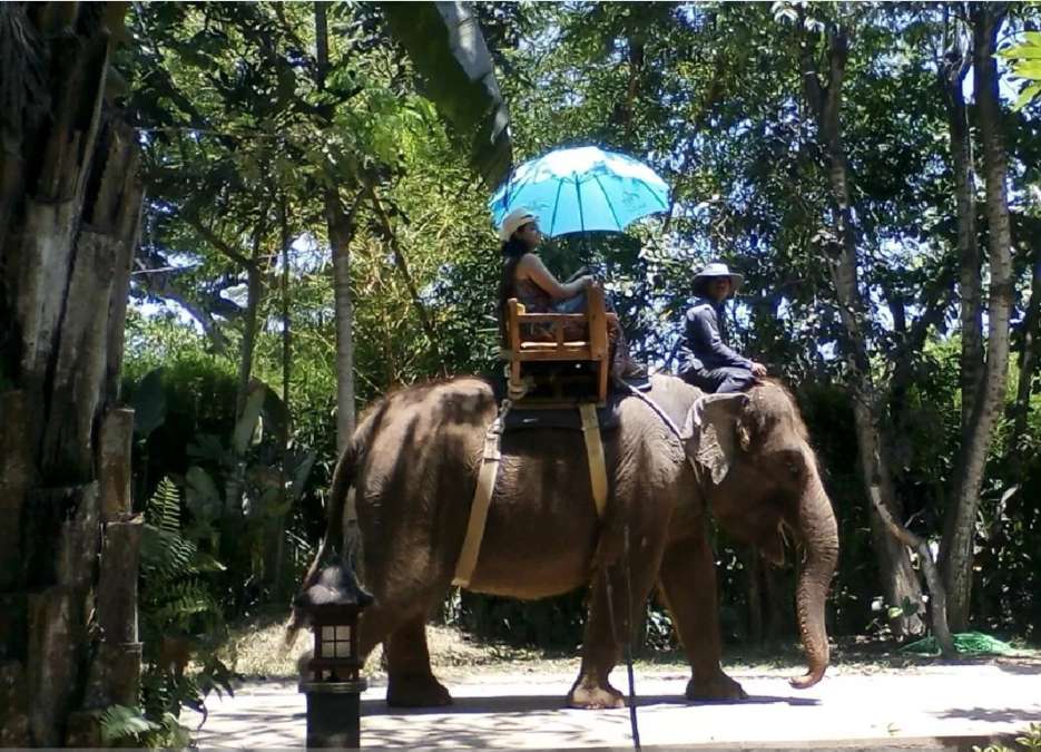 Resmi Dilarang! Naik Gajah di Tempat Wisata Sudah Tidak Boleh, Apa Dibalik Alasan Pemerintah Melarangnya?
