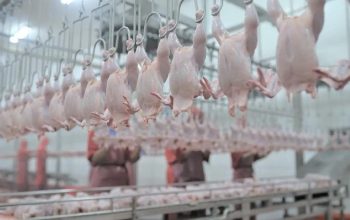 Perkuat Kedaulatan Pangan, Danantara via ID FOOD Hilirisasi Industri Ayam Terintegrasi di 6 Provinsi