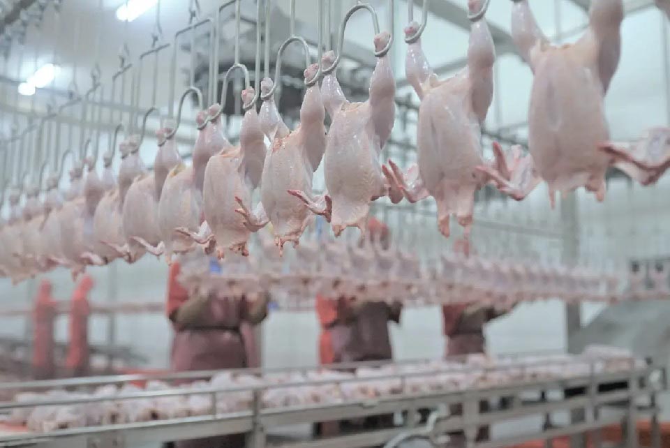 Perkuat Kedaulatan Pangan, Danantara via ID FOOD Hilirisasi Industri Ayam Terintegrasi di 6 Provinsi