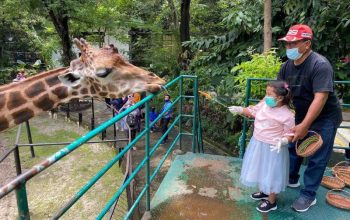 Kunjungan Kebun Binatang Surabaya Naik hingga 10 Persen, Konservasi Komodo Terus Diperkuat