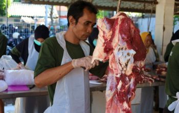 RPH Surabaya Pastikan Stok Sapi Aman dan Harga Daging Tetap Stabil