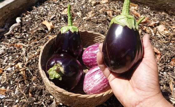 Ini Tips Sukses Menanam Terong Mini di Pot Balkon Apartemen agar Cepat Berbuah