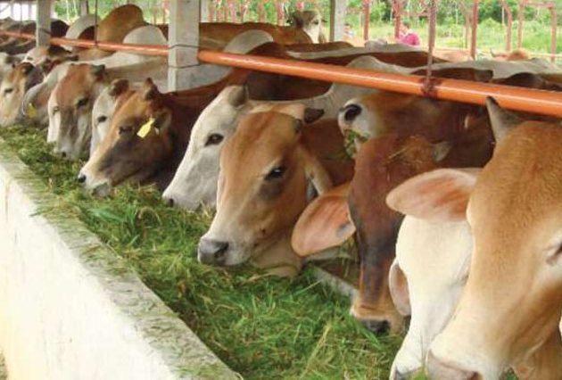 Strategi Ketahanan Pangan: Impor Sapi dari Brasil dan Bangun Peternakan Modern