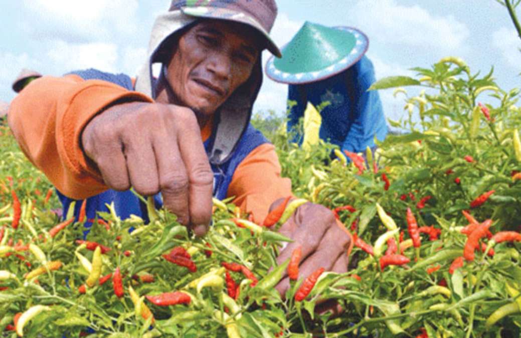 Harga Cabai di Jawa Timur Terus Meroket, Ini Penyebabnya