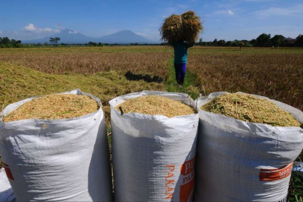 Stok Beras Jawa Timur Tembus 1 Juta Ton, BULOG Siaga Serap Panen Lebaran