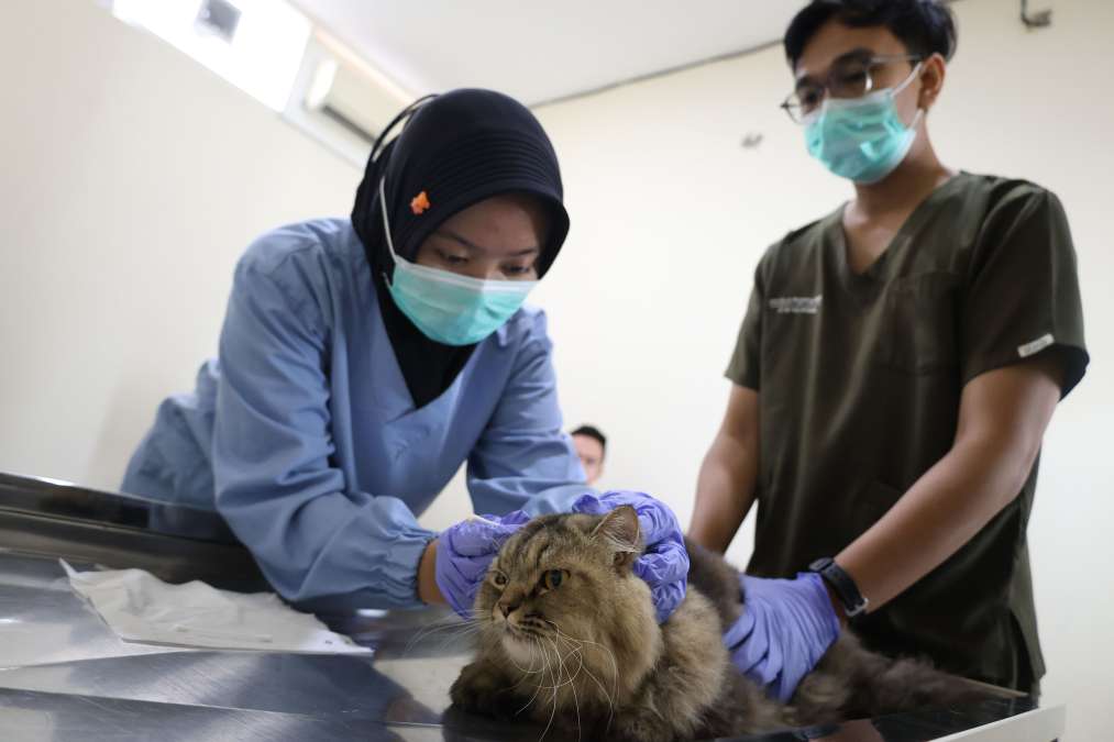 Mudahkan Pemudik Saat Libur Lebaran, Surabaya Hadirkan Layanan Titip Hewan di Puskeswan