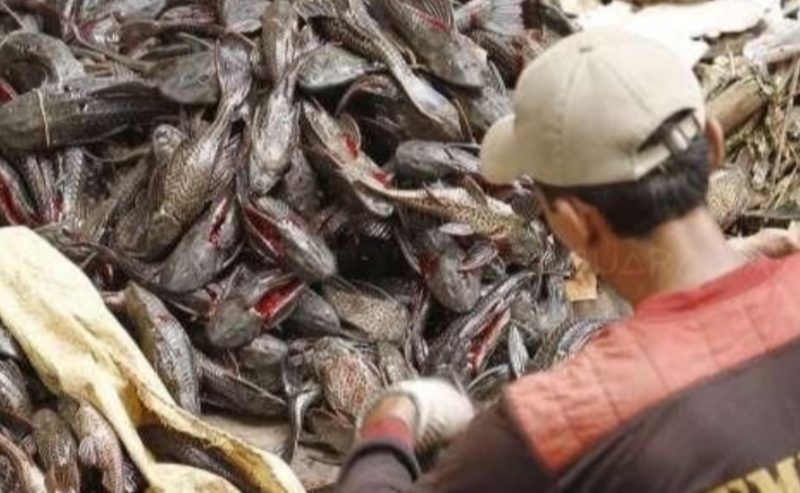 Pemprov DKI Tertibkan PKL Binaan, Larang Pakai Ikan Sapu-Sapu Sebagai Bahan Makanan Olahan