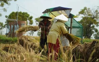 El Nino Godzilla Ancam Produksi Padi Jatim