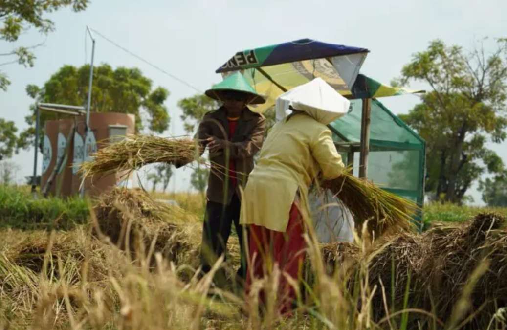 El Nino Godzilla Ancam Produksi Padi Jatim