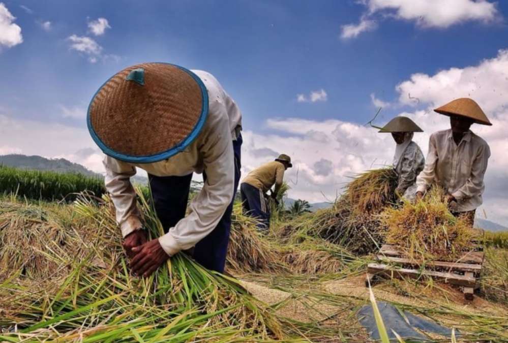 Dorong Penyerapan Gabah Petani, Bulog Dapat Subsidi Bunga 2 Persen