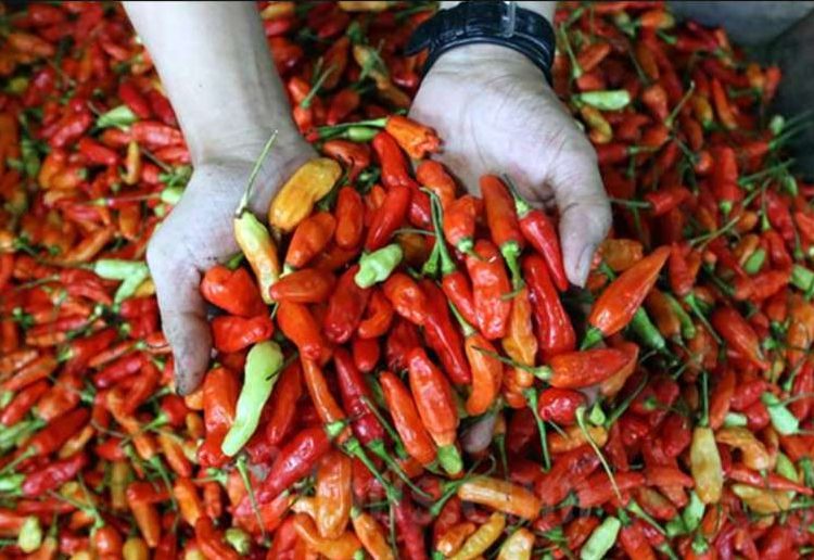 Harga Cabai di Jawa Timur Meroket, Ini Penyebabnya