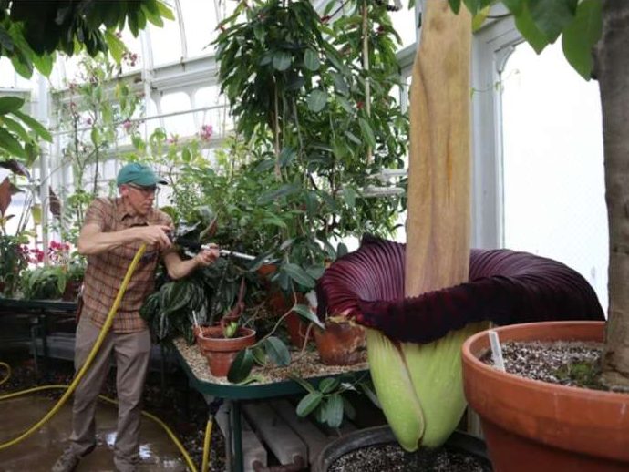 Jadi Perhatian! Bunga Bangkai Asal Sumatera Mekar di Massachusetts, Amerika Serikat