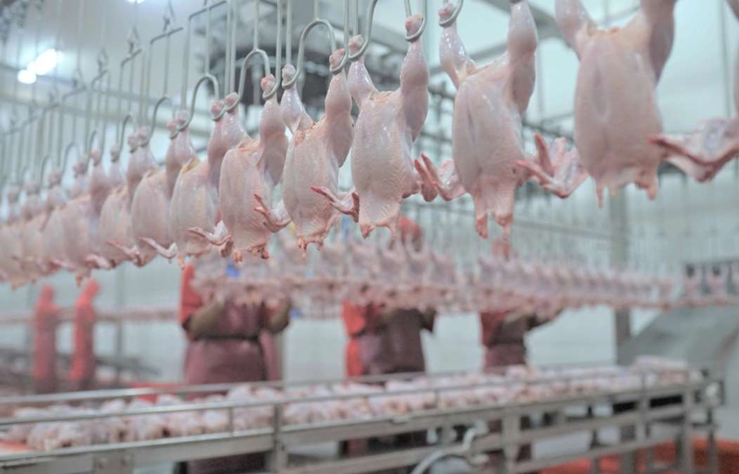 Produk Olahan Unggas Indonesia Kian Diminati, Ekspor 2026 Catat Rekor Baru