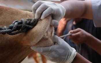 Barantin Perketat Biosekuriti Hewan Kurban, Antisipasi Penyakit Menjelang Idul Adha 2026