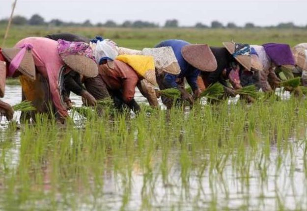 Kementan Klarifikasi Kritik Publik, Surplus Beras Nasional Jadi Bukti Swasembada