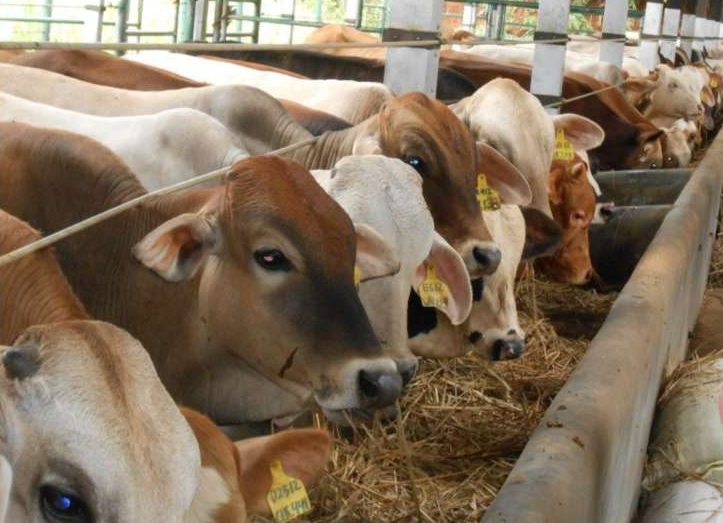 Pasokan Daging Sapi Aman, Impor Dikendalikan Demi Peternak Lokal