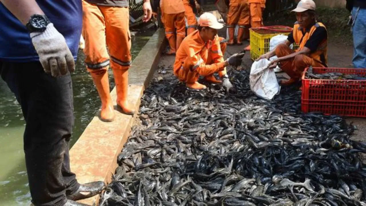 Di Balik Operasi 6,98 Ton Ikan Sapu-Sapu, MUI Soroti Cara Penanganannya