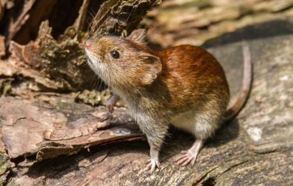 Warga Kulon Progo yang Suspek Hantavirus Dinyatakan Negatif