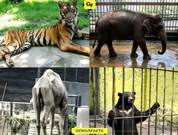 Luruskan Isu Satwa Kurus di Medsos, KBS Pastikan Video Viral Foto Lama dan Satwa dalam Kondisi Sehat