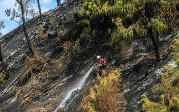 Kerahkan Ratusan Petugas Gabungan, Kebakaran di Bromo Berangsur Membaik